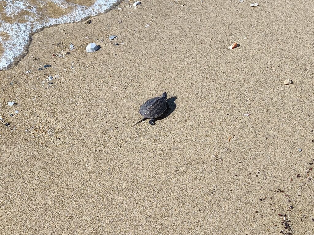 Rekordjahr für die Meeresschildkröten im Golf von Kyparissia – ARCHELON fordert entschlossenes Handeln des Staates ARCHELON