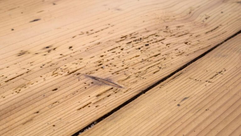 Holzwurm effektiv bekämpfen die besten Methoden & Lösungen 2026 Holzwurm effektiv